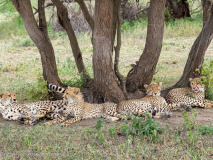 Cheetahs