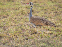White-bellied Bustard