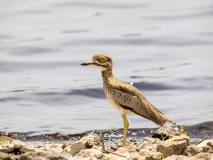 Water Thick-knee