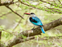 Woodland Kingfisher