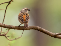 Northern Grey-headed Sparrow