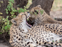 Cheetah