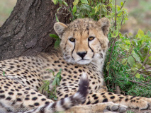 Cheetah