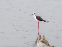 Black-winged Stilt