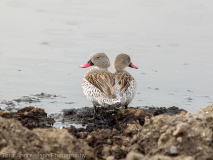 Red-billed Teal