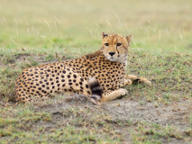 Cheetah