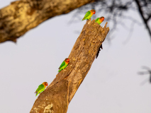 Fischer\'s Lovebird