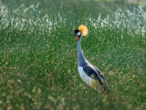 Grey Crowned Crane