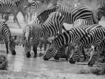 Zebras