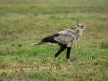 Secretarybird