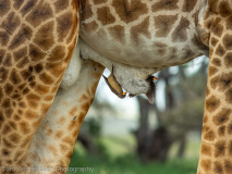 Yellow-billed Oxpecker