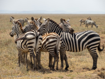 Zebras