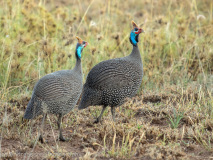 Helmeted Guineafowl