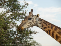 Giraffe