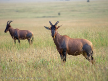 Topi antelopes
