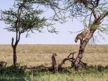 Cheetahs