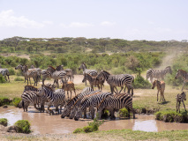 Zebras
