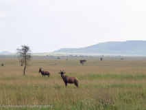 Topi antelopes