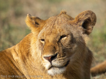 Lion