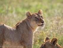Lioness