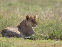 Lioness