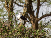 Augur Buzzard