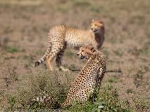 Cheetahs