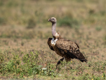Rüppell\'s Vulture