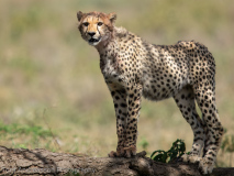 Cheetah