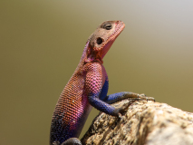 Mwanza flat-headed rock agama