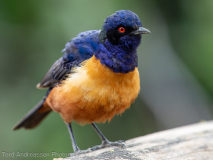 Hildebrandt\'s Starling