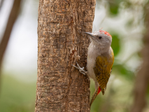 African Grey Woodpecker