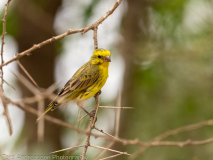 Yellow-fronted Canary