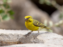 Yellow-fronted Canary