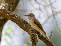 Spotted Flycatcher