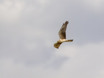 Montagu\'s Harrier