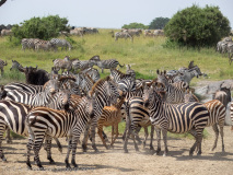 Zebras