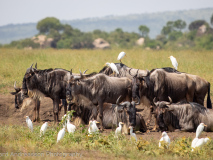 Wildebeasts