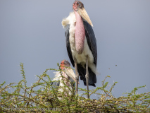 Marabou stork