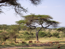 Impalas