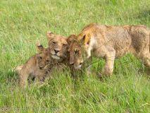 Lion cubs