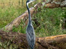 Black-headed Heron