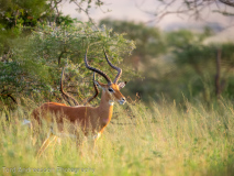 Impala
