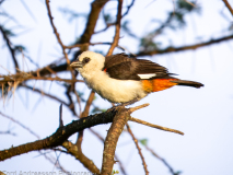 White-headed Buffalo Weaver