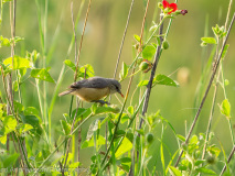 Yellow-bellied Eremomela