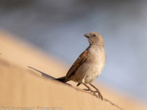Northern Grey-headed Sparrow