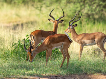 Impalas