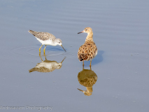 Wood Sandpiper and Ruff