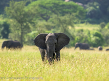 African Elephant