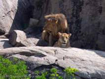 Mating lions